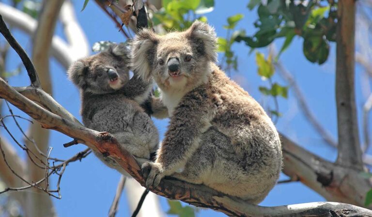 Han Declarado Funcionalmente Extinto Al Koala