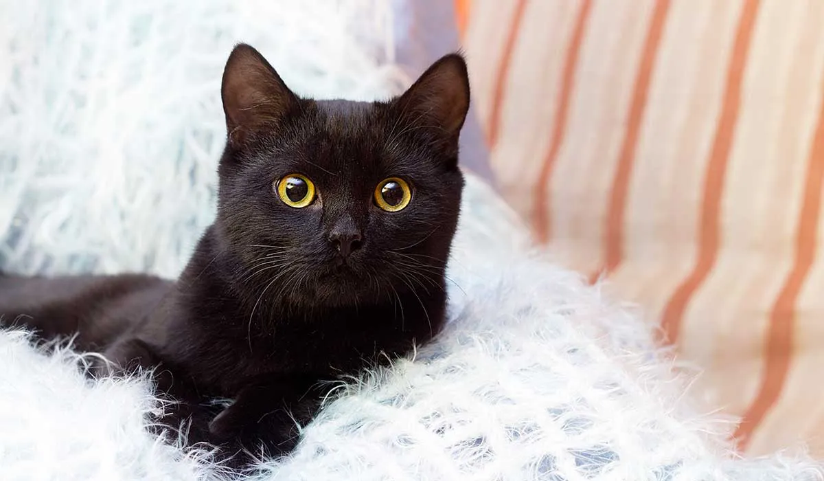 relación gatos negros y mala suerte