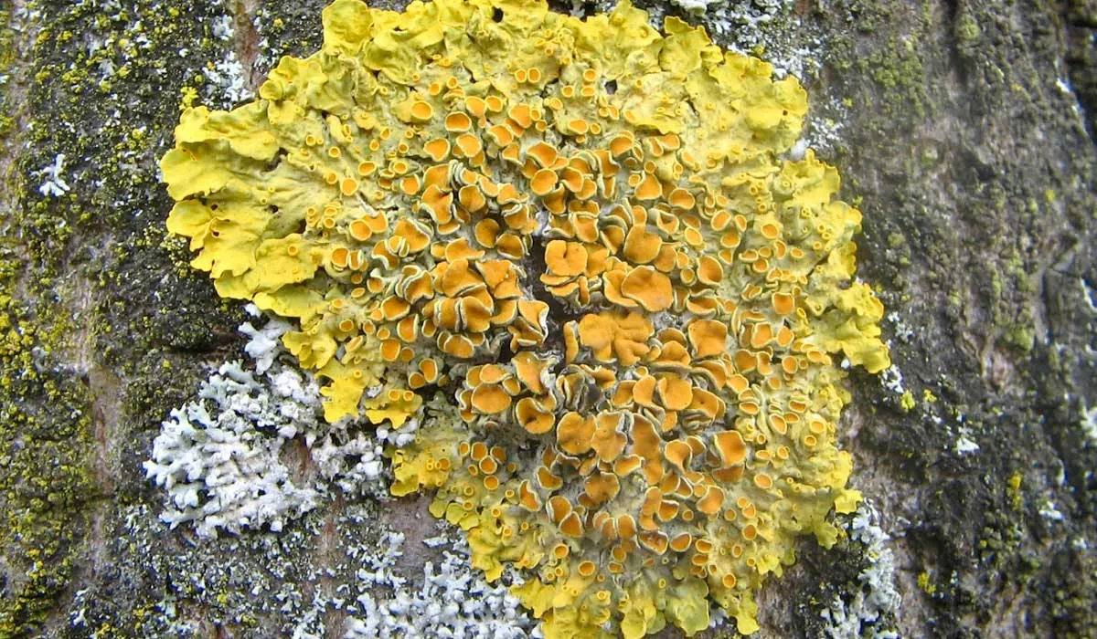 Los líquenes son organismos fascinantes que se desarrollan en una amplia variedad de hábitats, adaptándose desde las lluviosas selvas tropicales hasta los áridos desiertos.