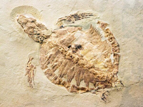 ¿En dónde se encuentran fósiles de dinosaurios