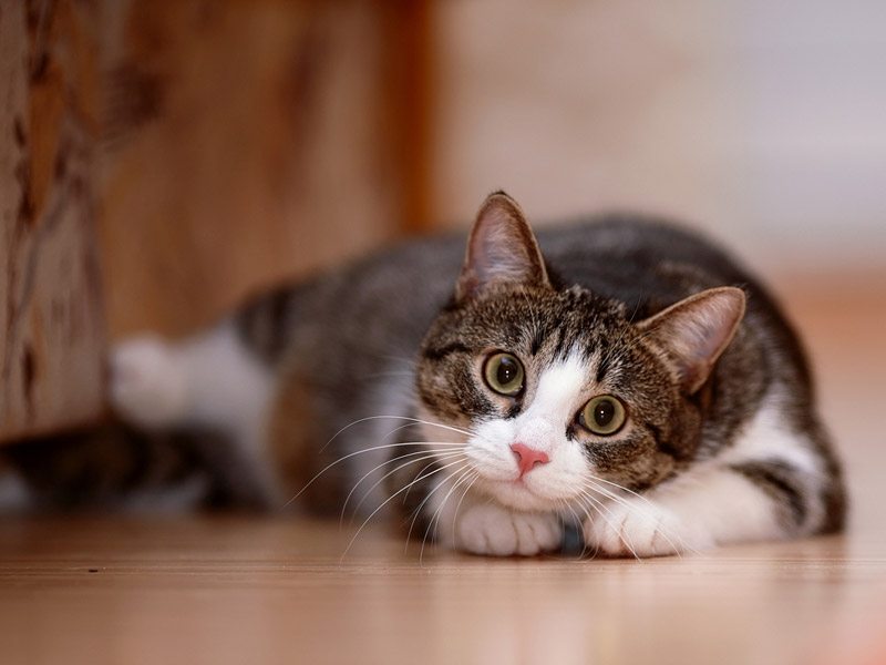 Cómo entender el 'idioma' de tu gato - Mascotas