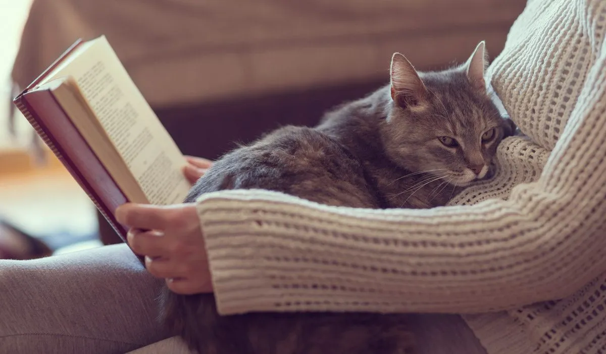 comportamiento del gato