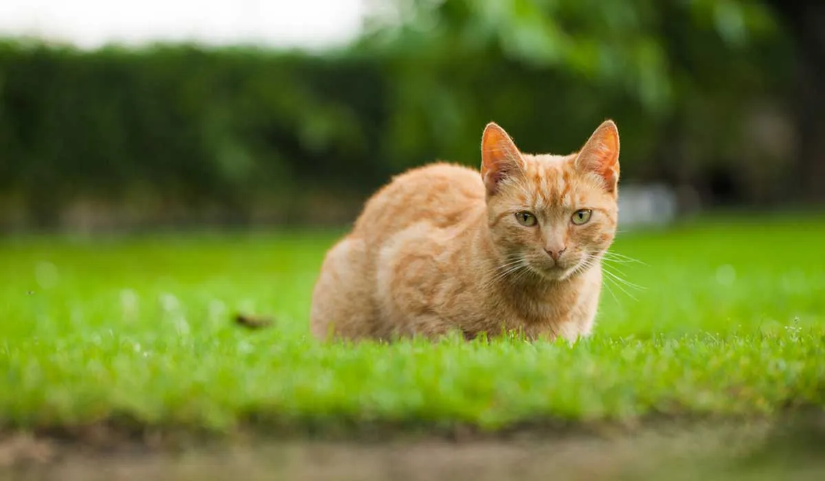 ¿Por qué los gatos siempre caen sobre las patas?