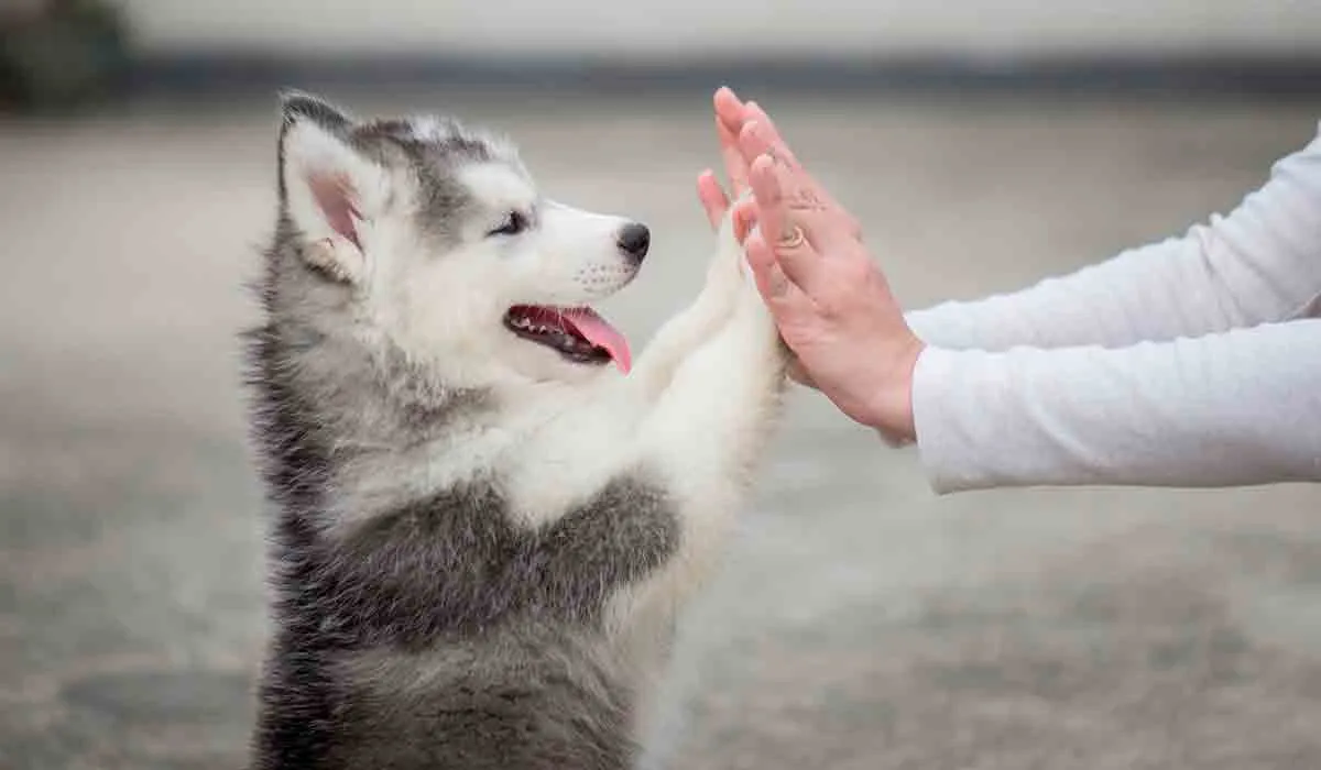 cuando los animales se comportan como humanos