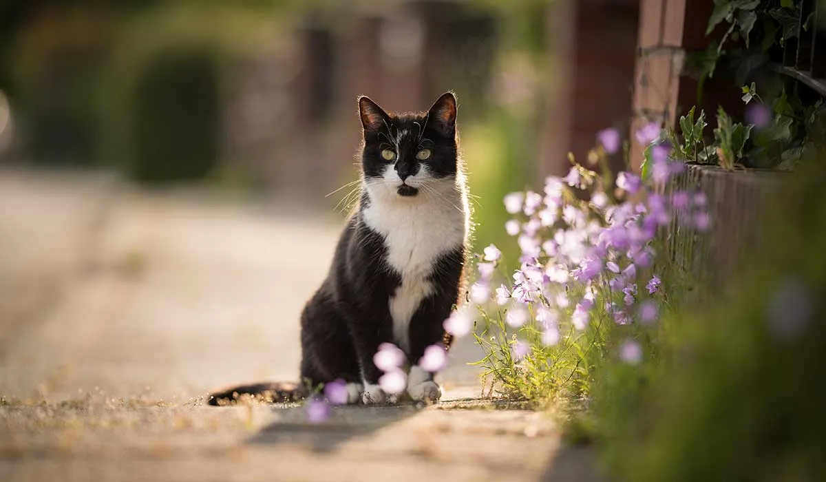 cómo le hacen los gatos para regresar a casa