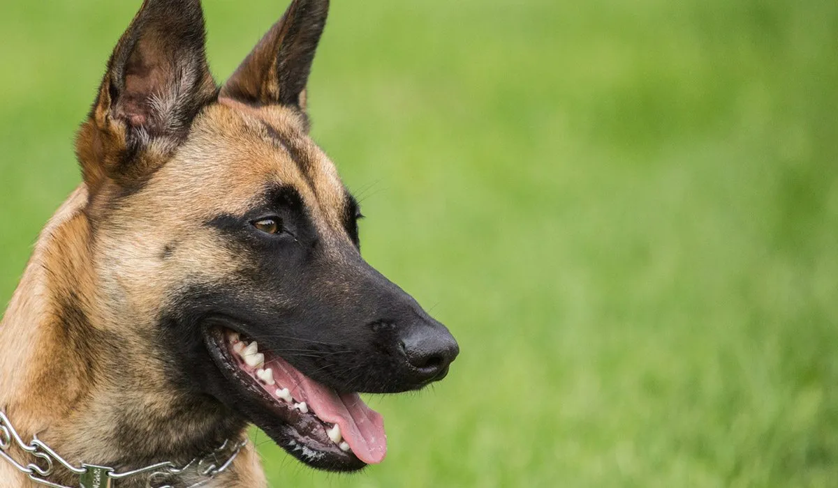 El perro que puede olfatear el cáncer