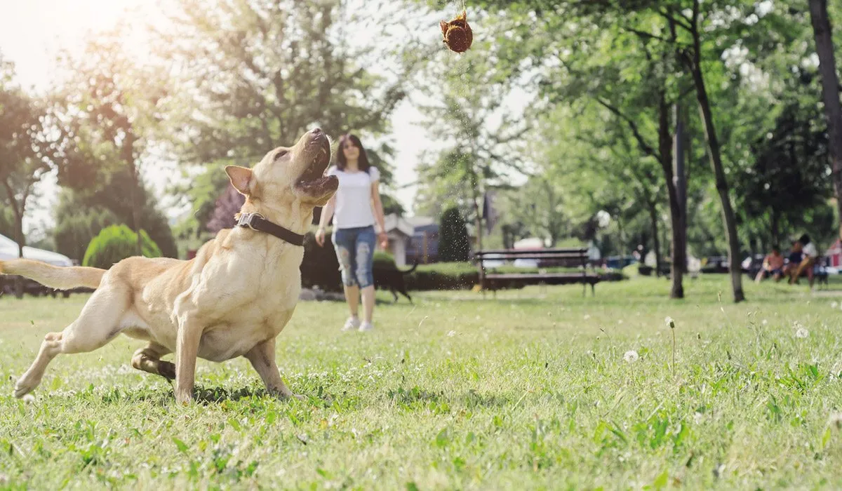Técnicas para entrenar a tu perro