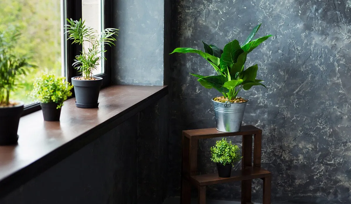 beneficios de las plantas