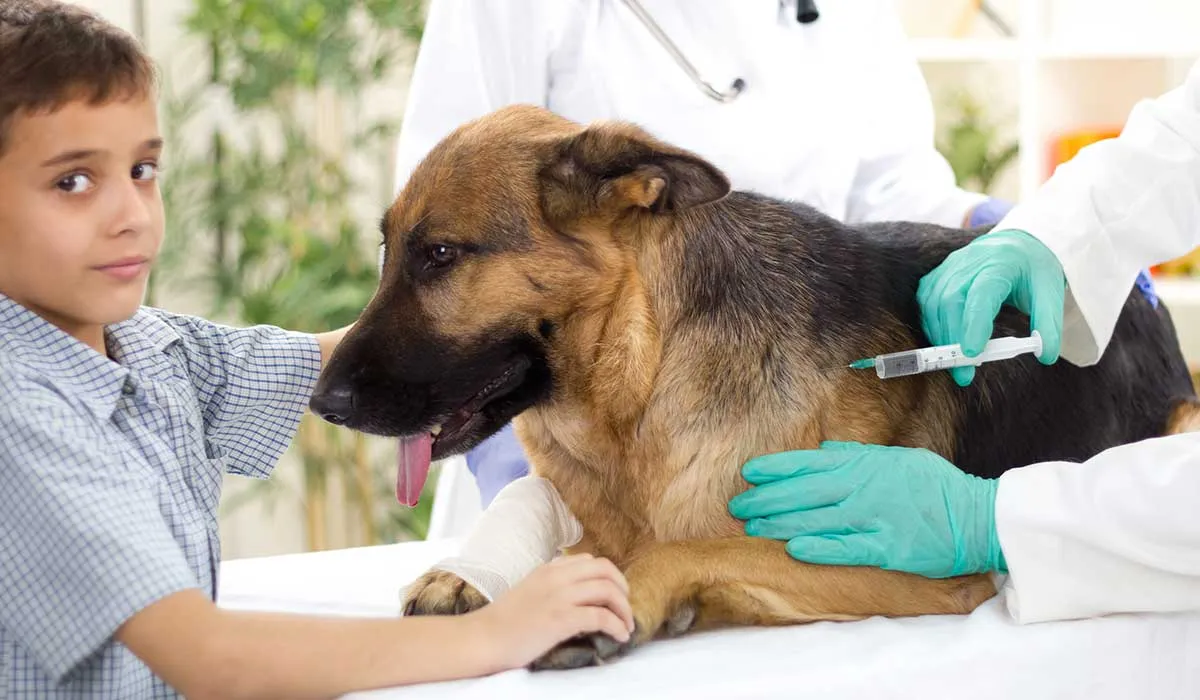 ¿Por qué es importante vacunar a mi perro o gato?