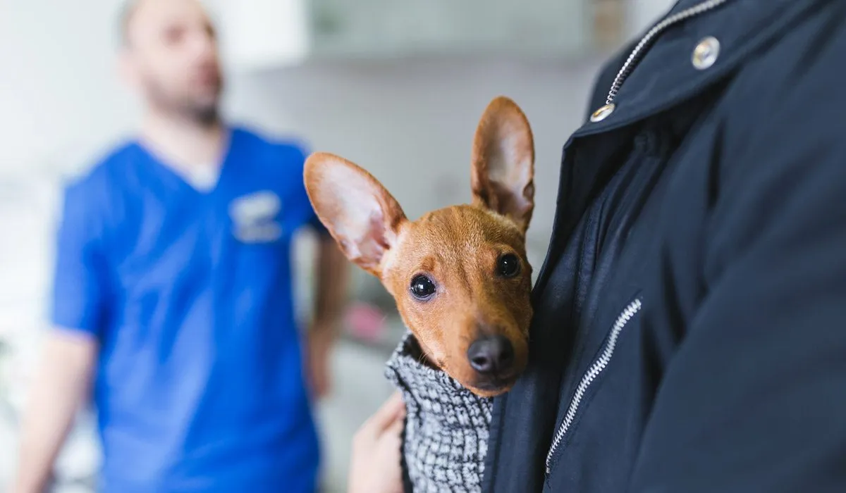 Consejos para encontrar un buen veterinario