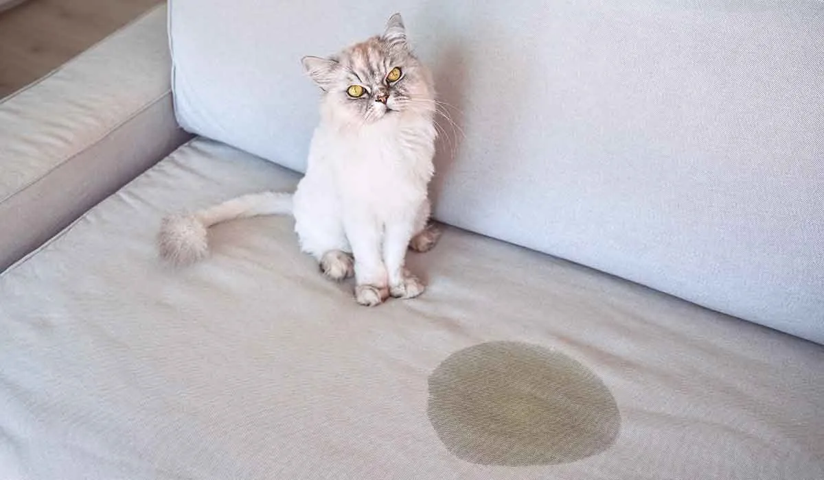 como solucionar problemas de comportamiento de tu gato o perro