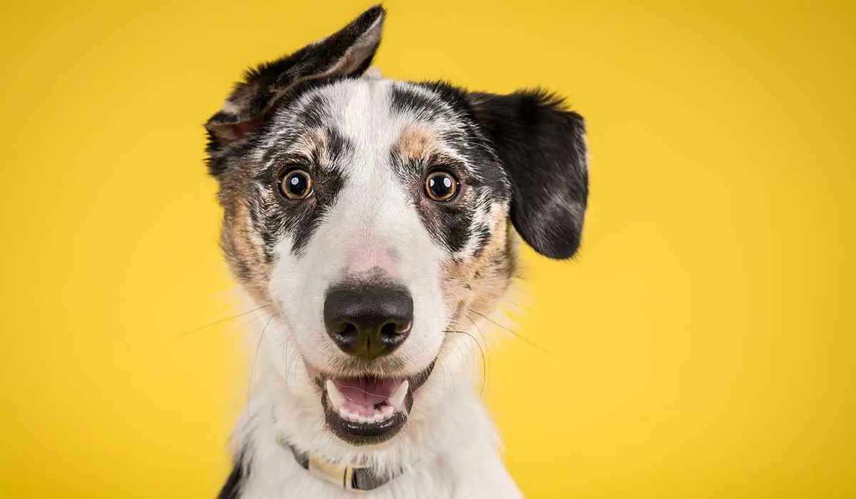 considera esto si quieres adoptar un perro