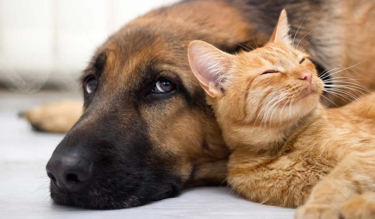 Tips que te ayudarán a cuidar la alimentación de tu perro o tu gato