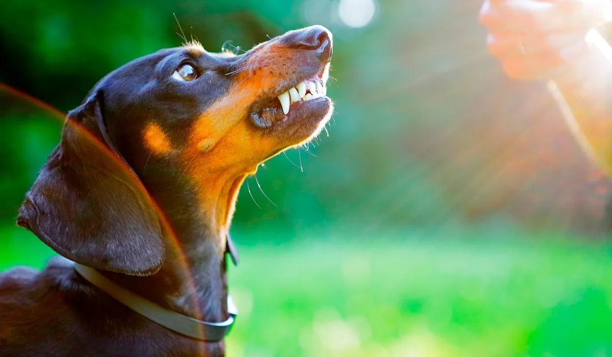 Cuidado porque todas estas cosas estresan a tu perro