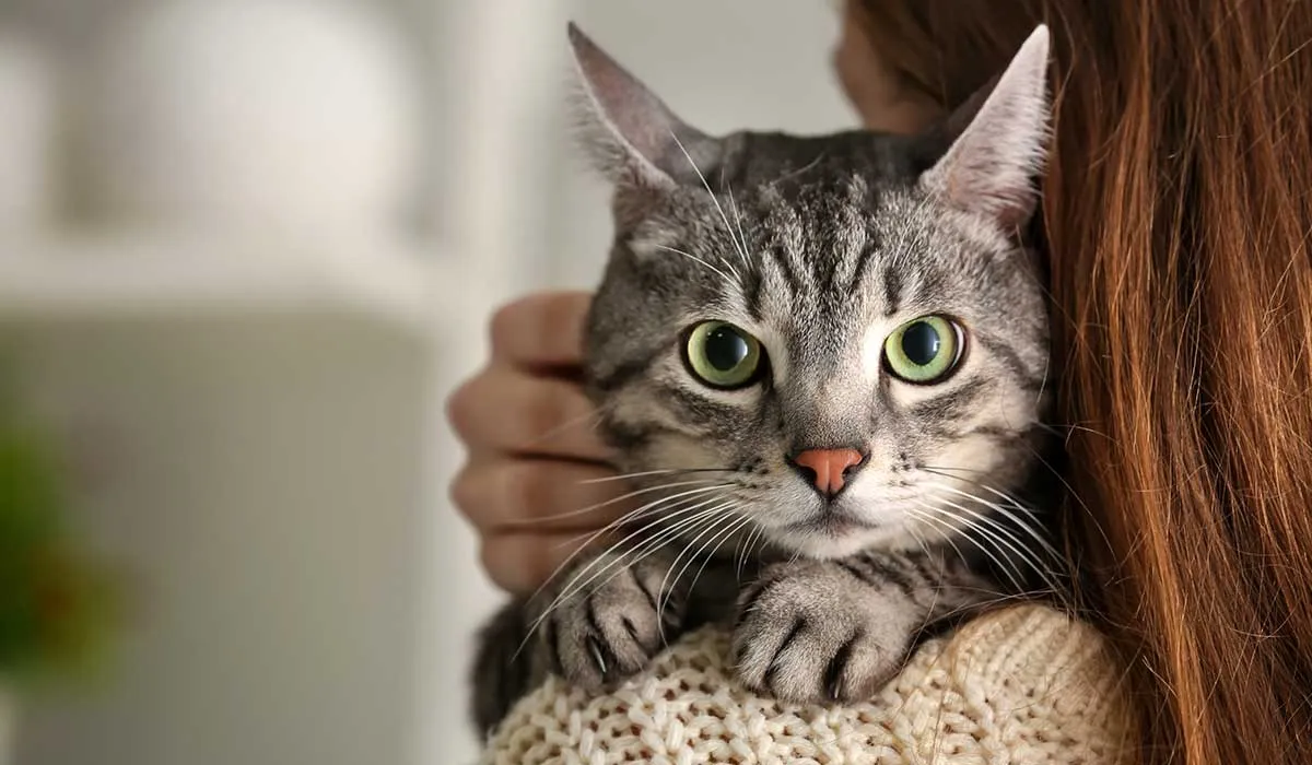 qué quiere decir ese ruido que hacen los gatos