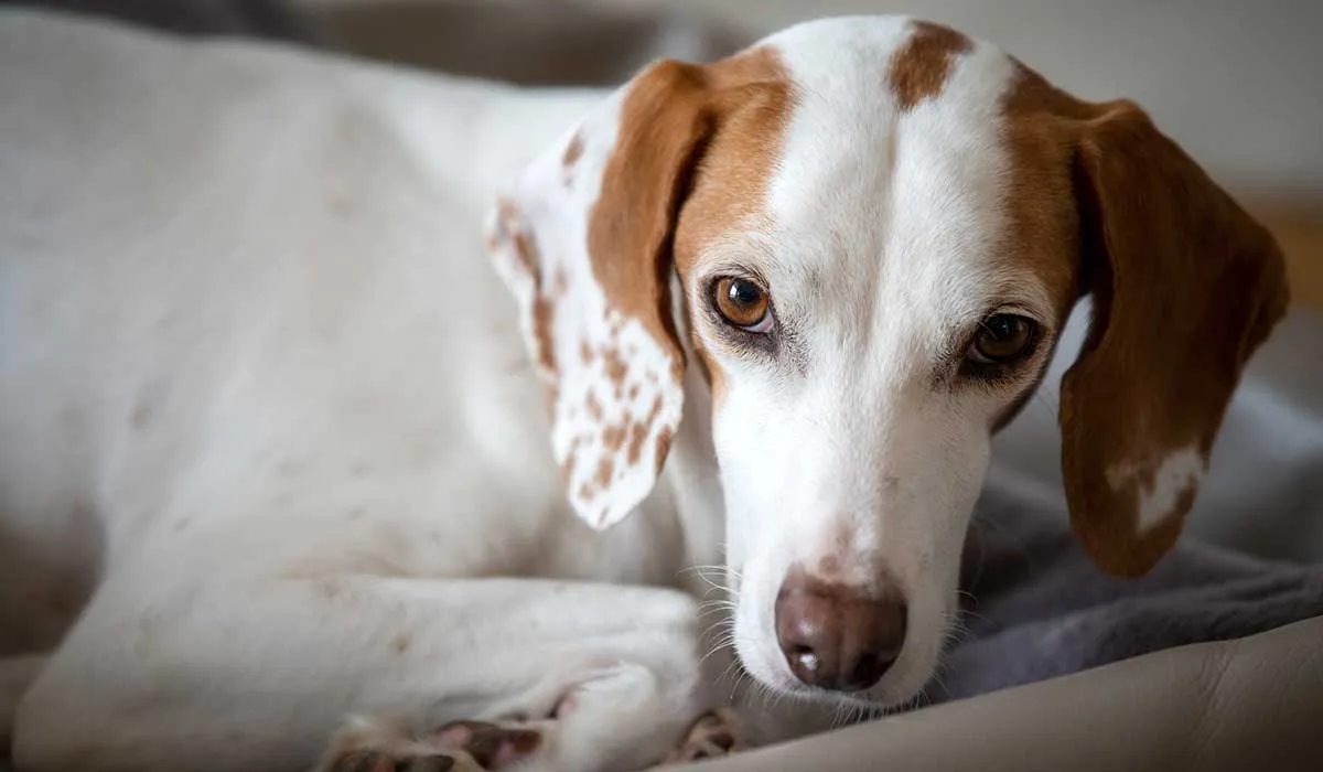 enfermedades del corazón en los perros