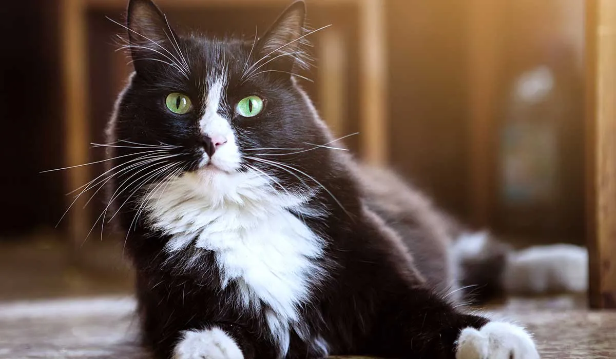 entinde un poco mas el idioma de tu gato