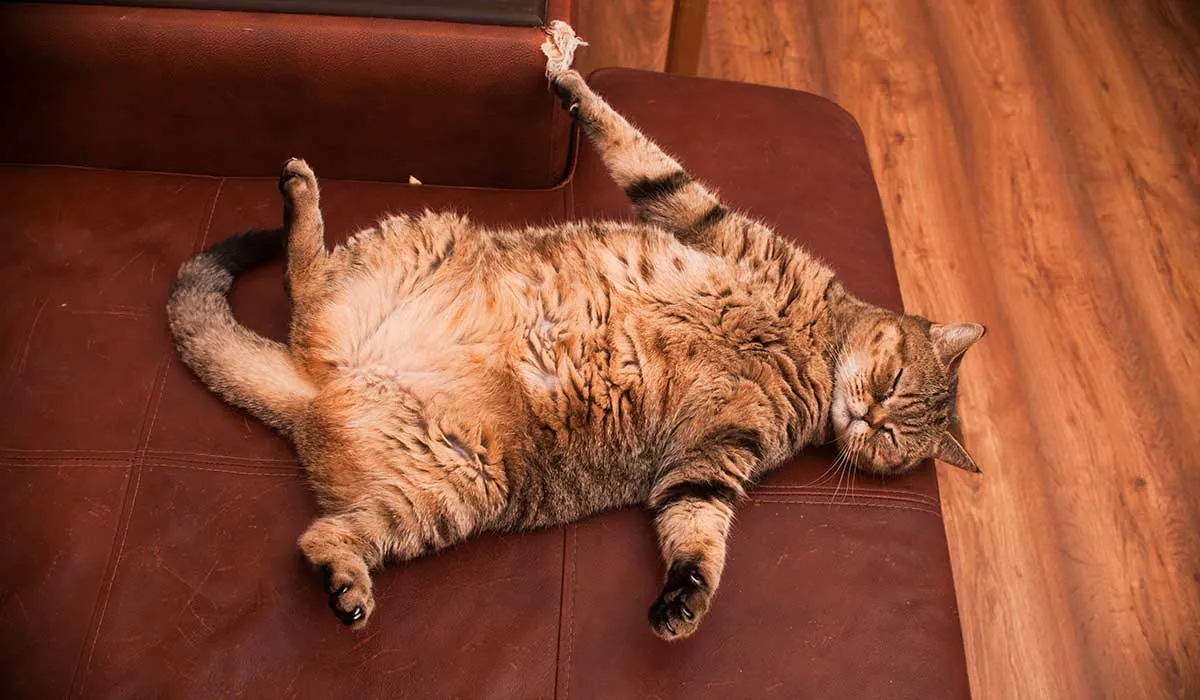 haz que tu gato baje de peso y queme calorias