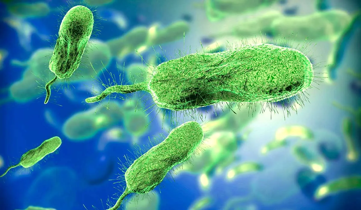 bacterias carnívoras