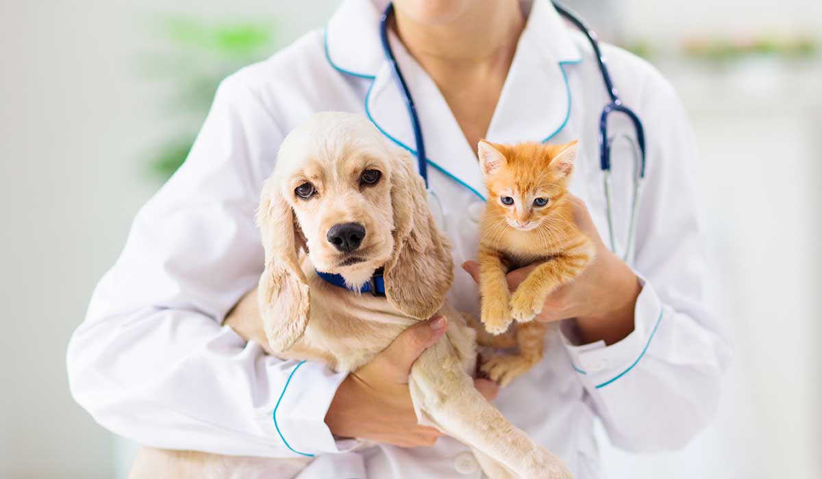 los perros y gatos pueden enfermarse de diabetes