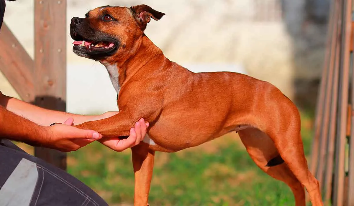 cómo dar masaje a tu perro
