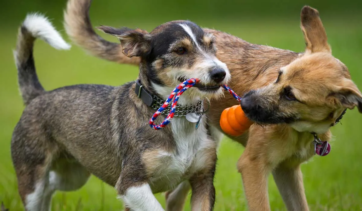 5 maneras de cuidar el medio ambiente con tu mascota