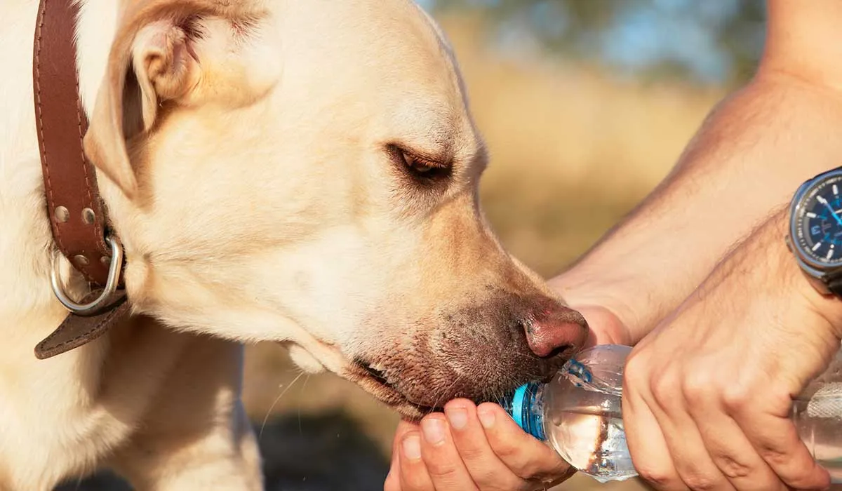 Consejos para cuidar a tu perro durante el caluroso verano