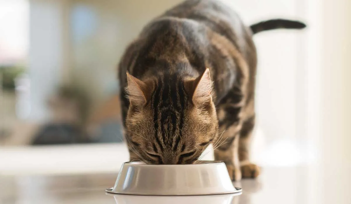 Premia a tu gato con estas galletas de avena hechas por ti