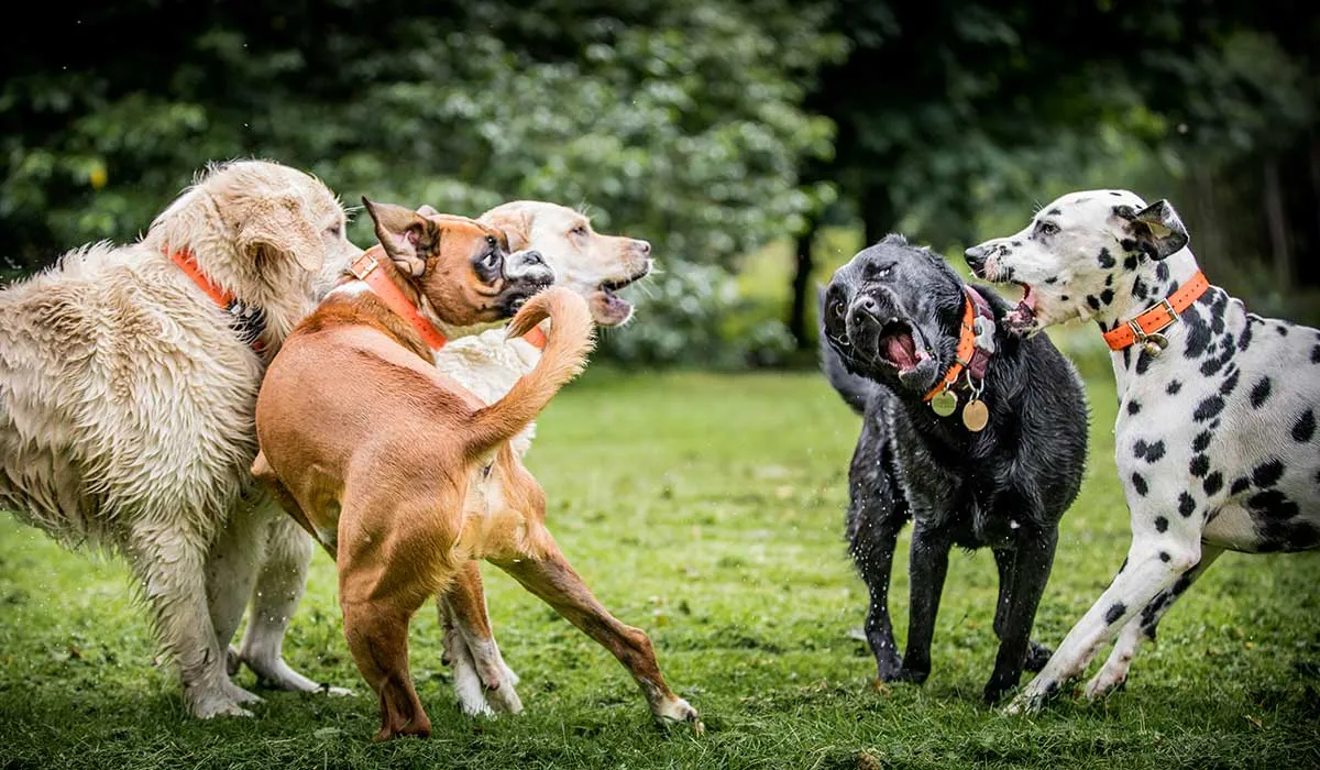 que dicen los perros cuando ladran
