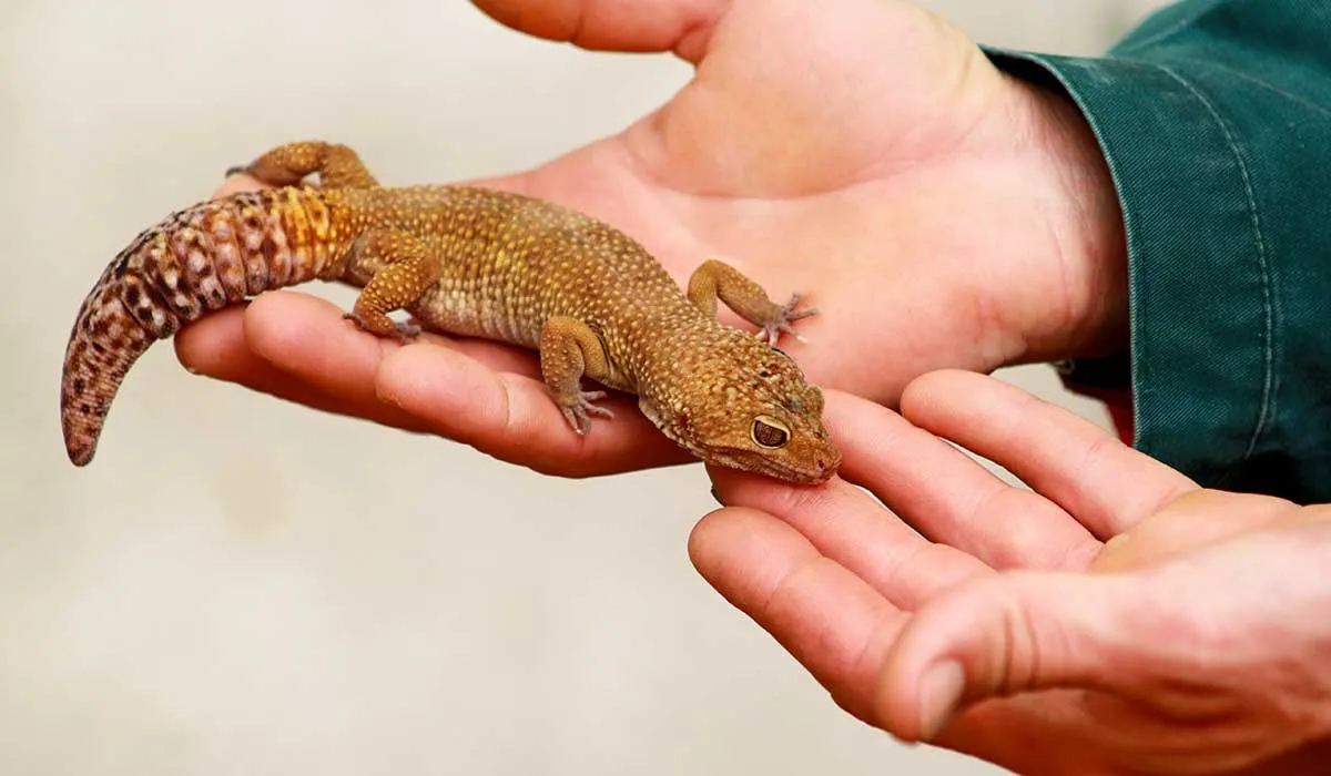 La mayoría no piensa en reptiles o anfibios para mascotas, ¿tú qué opinas?