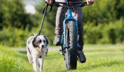 riesgos para tu perro al andar en bici