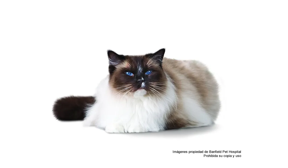signos-de-envejecimiento-en-el-gato