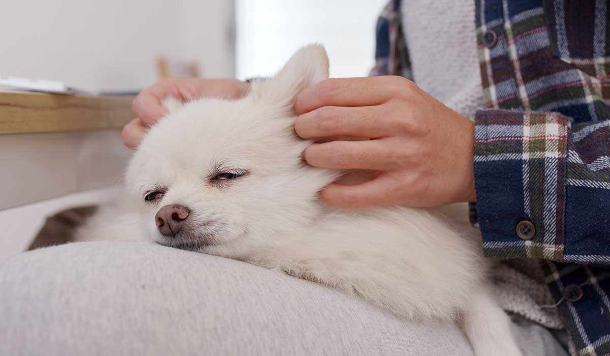 tips para dar masaje a tu perro
