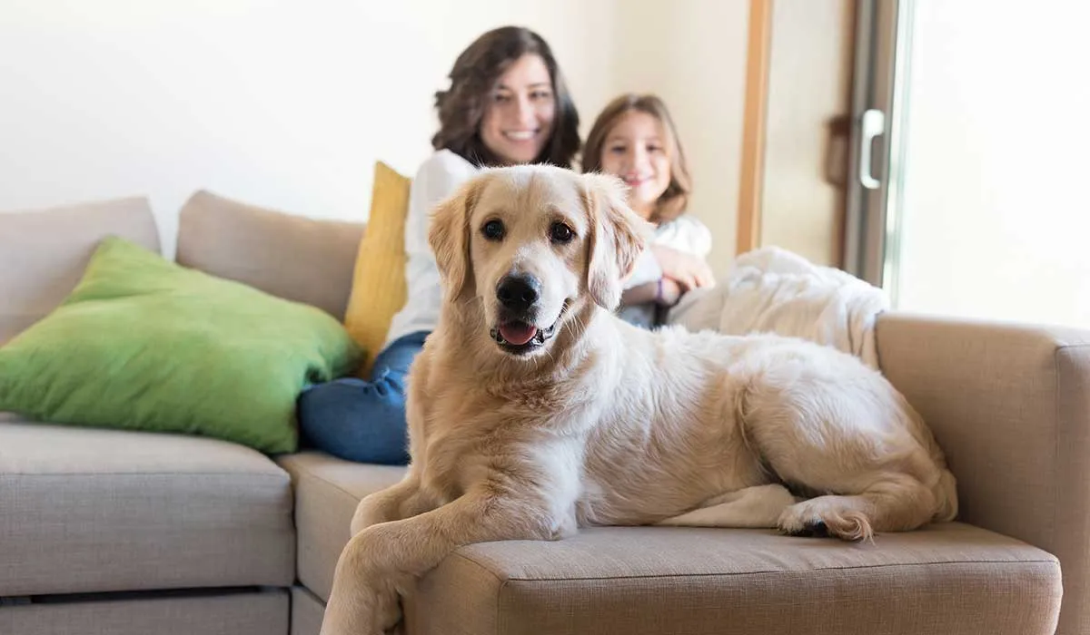 tu mascota tiene el poder de aumentar tu bienestar
