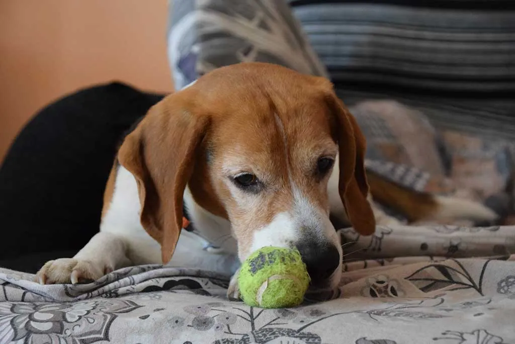 si tu perro es grande podría padecer estas enfermedades