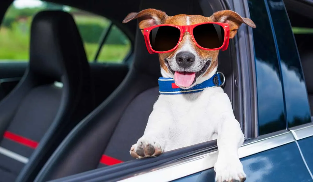 9 recomendaciones para disfrutar de un viaje seguro con tu mascota