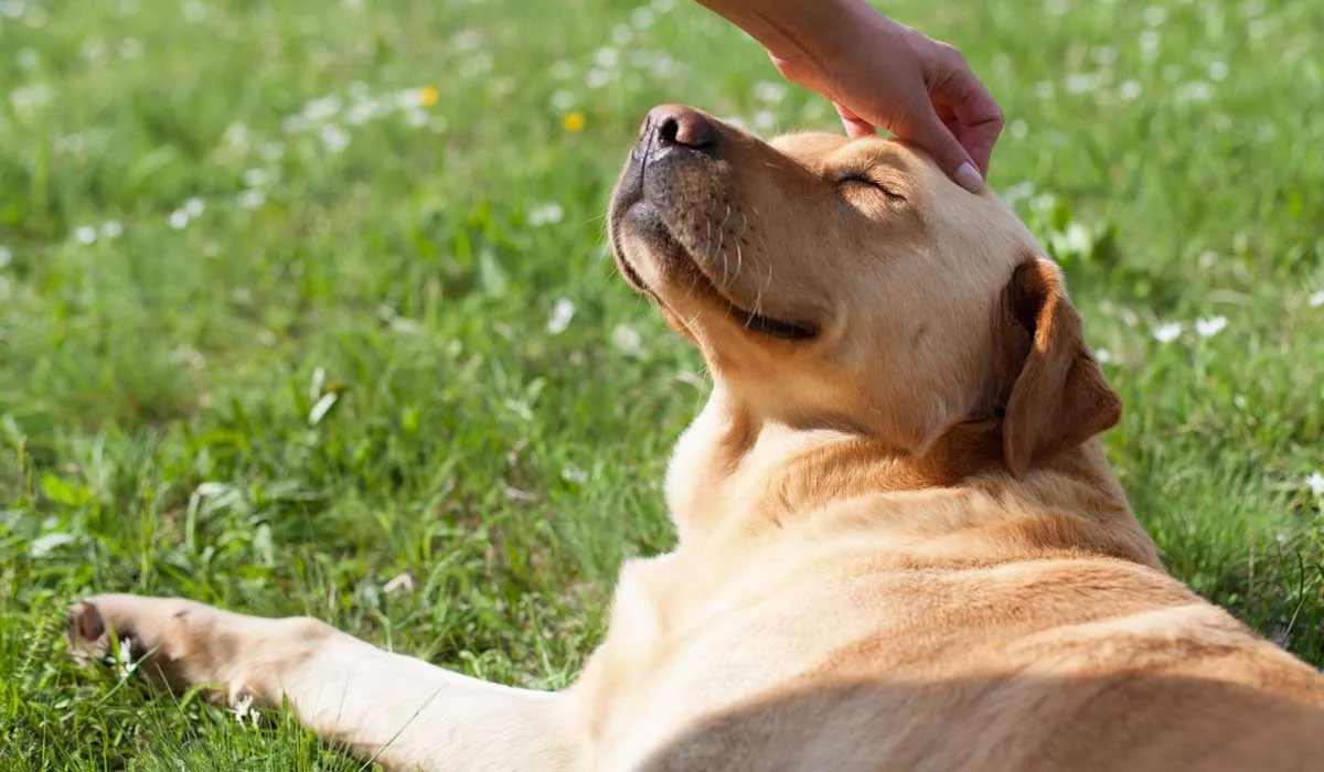 ¿Sabes de los beneficios que tu mascota tiene cuando la esterilizas?