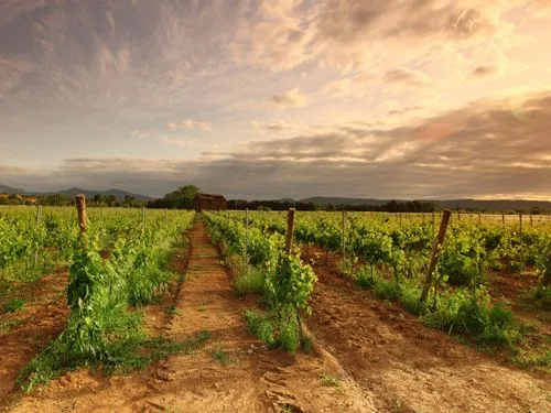 Beaujolais