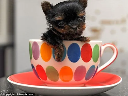 El-perro-más-pequeño-del-mundo