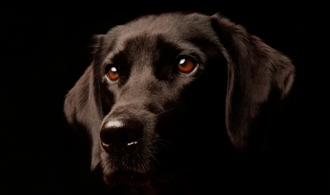 adog