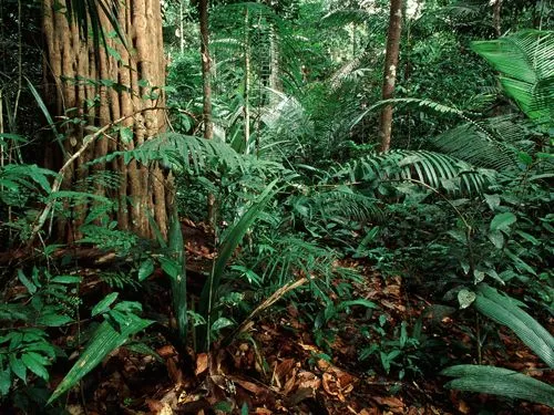 amazonia