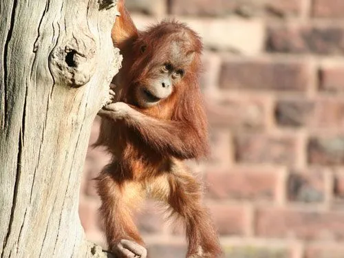 amor_orangutanes