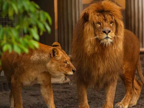 ataque_leones