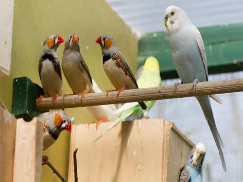 aves