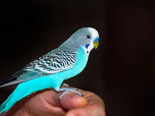 aves_mascota