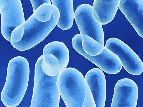 bacteriasbuenas