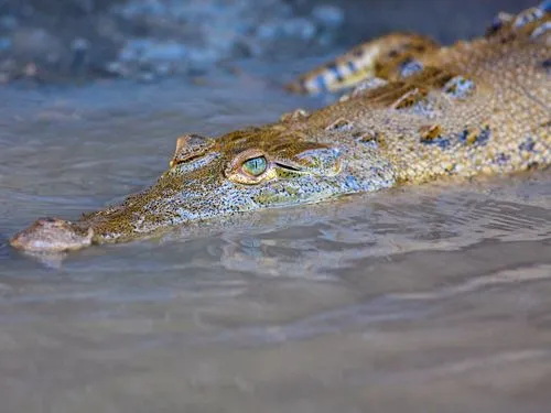 caiman_cocodrilo