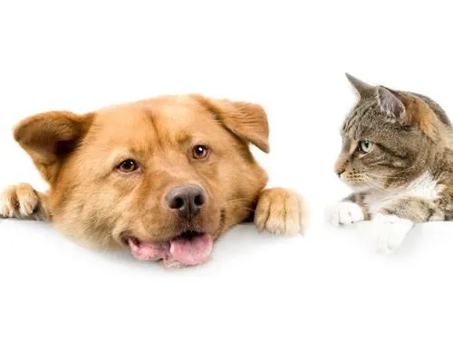 compania_mascotas