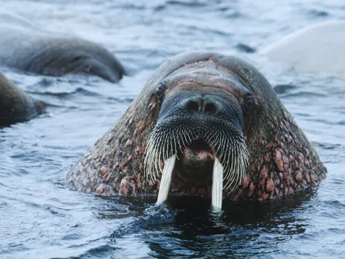 dentista_animales