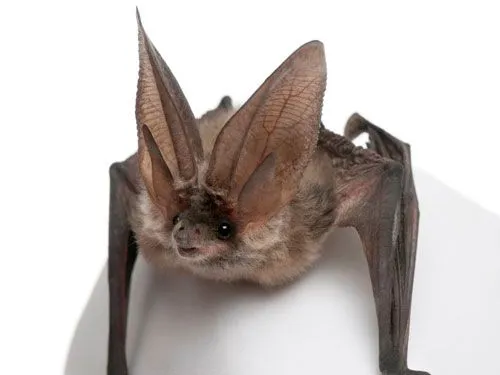 dormilon
